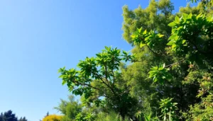 father of botany